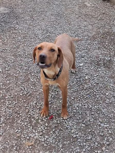 Molly, Fauve female Labrador Retriever for adoption at Association Secours Protection Animale (Manosque), Manosque — photo 6 of 26