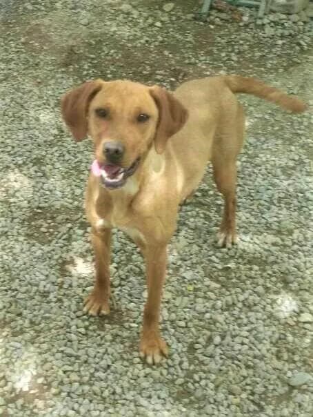 Molly, Fauve female Labrador Retriever for adoption at Association Secours Protection Animale (Manosque), Manosque — photo 7 of 26