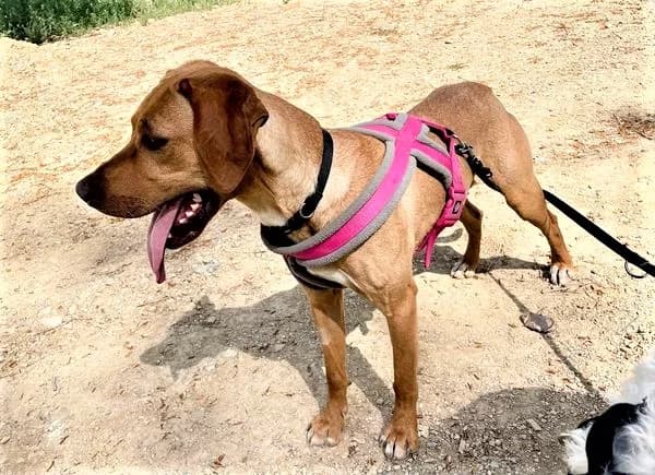 Molly, Fauve female Labrador Retriever for adoption at Association Secours Protection Animale (Manosque), Manosque — photo 8 of 26