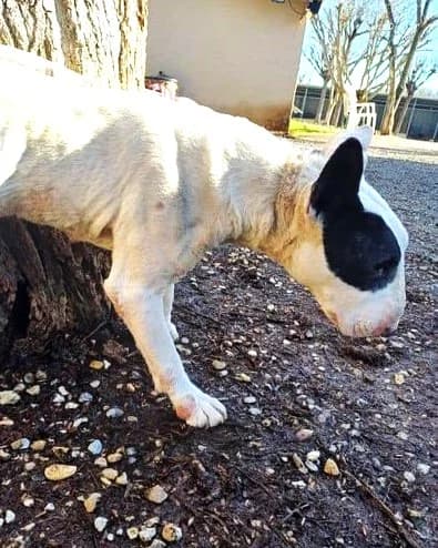 Laïko, Blanc male Bull Terrier for adoption at Association Secours Protection Animale (Manosque), Manosque