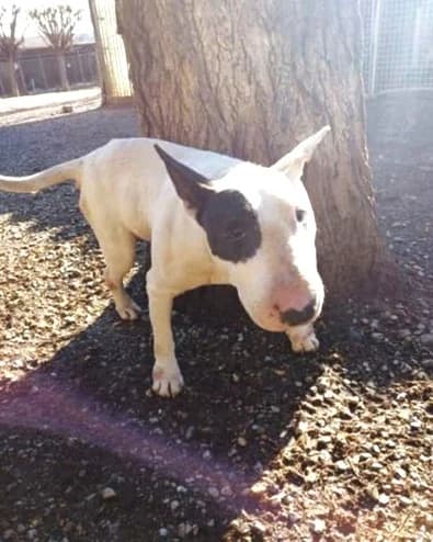 Laïko, Blanc male Bull Terrier for adoption at Association Secours Protection Animale (Manosque), Manosque — photo 2 of 11