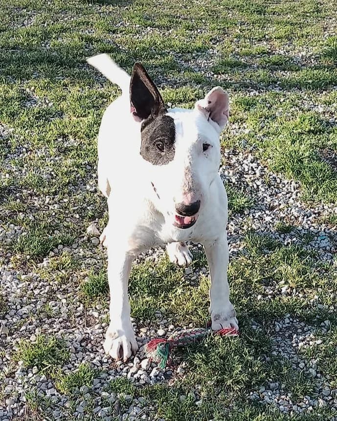Laïko, Blanc male Bull Terrier for adoption at Association Secours Protection Animale (Manosque), Manosque — photo 3 of 11