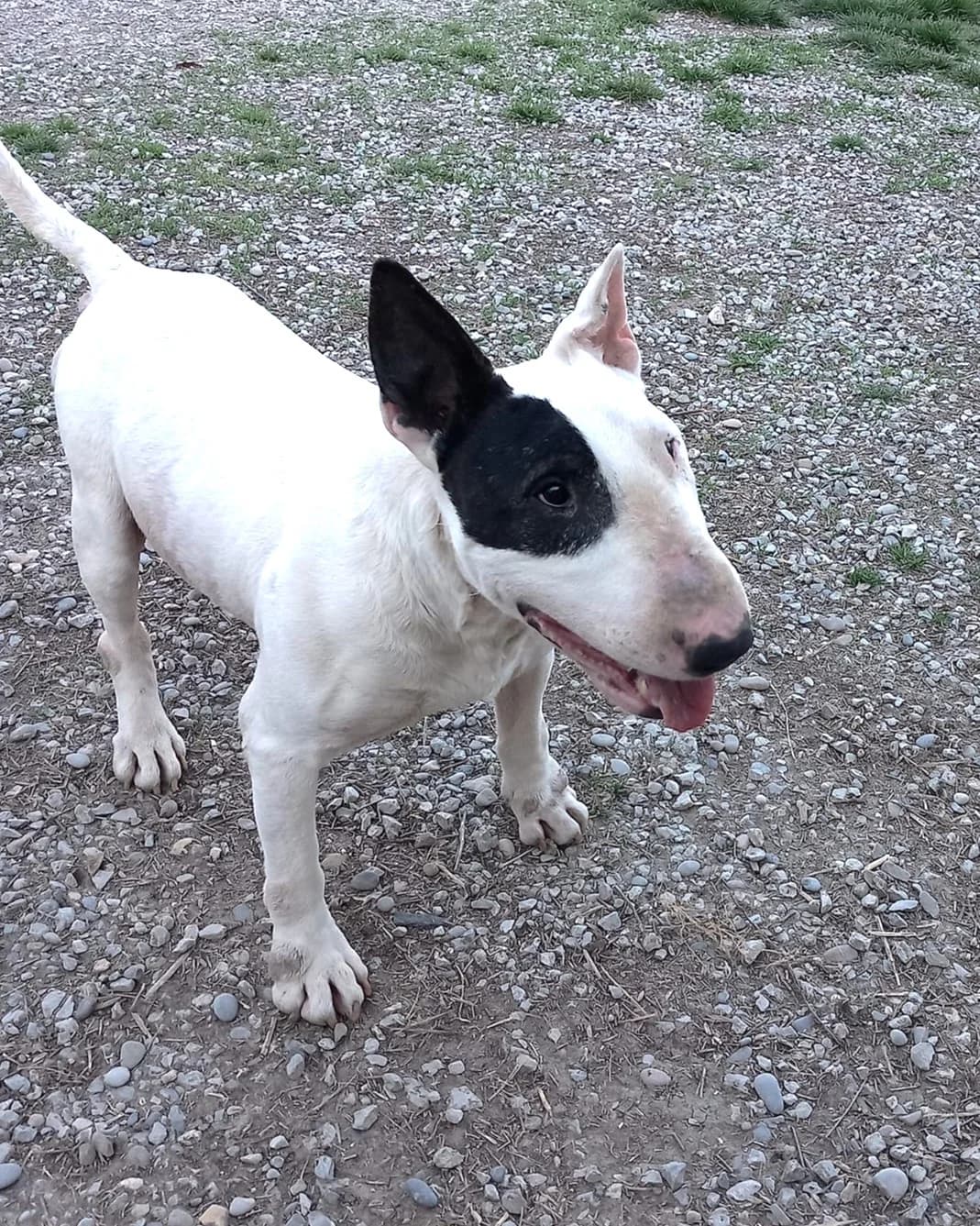 Laïko, Blanc male Bull Terrier for adoption at Association Secours Protection Animale (Manosque), Manosque — photo 4 of 11
