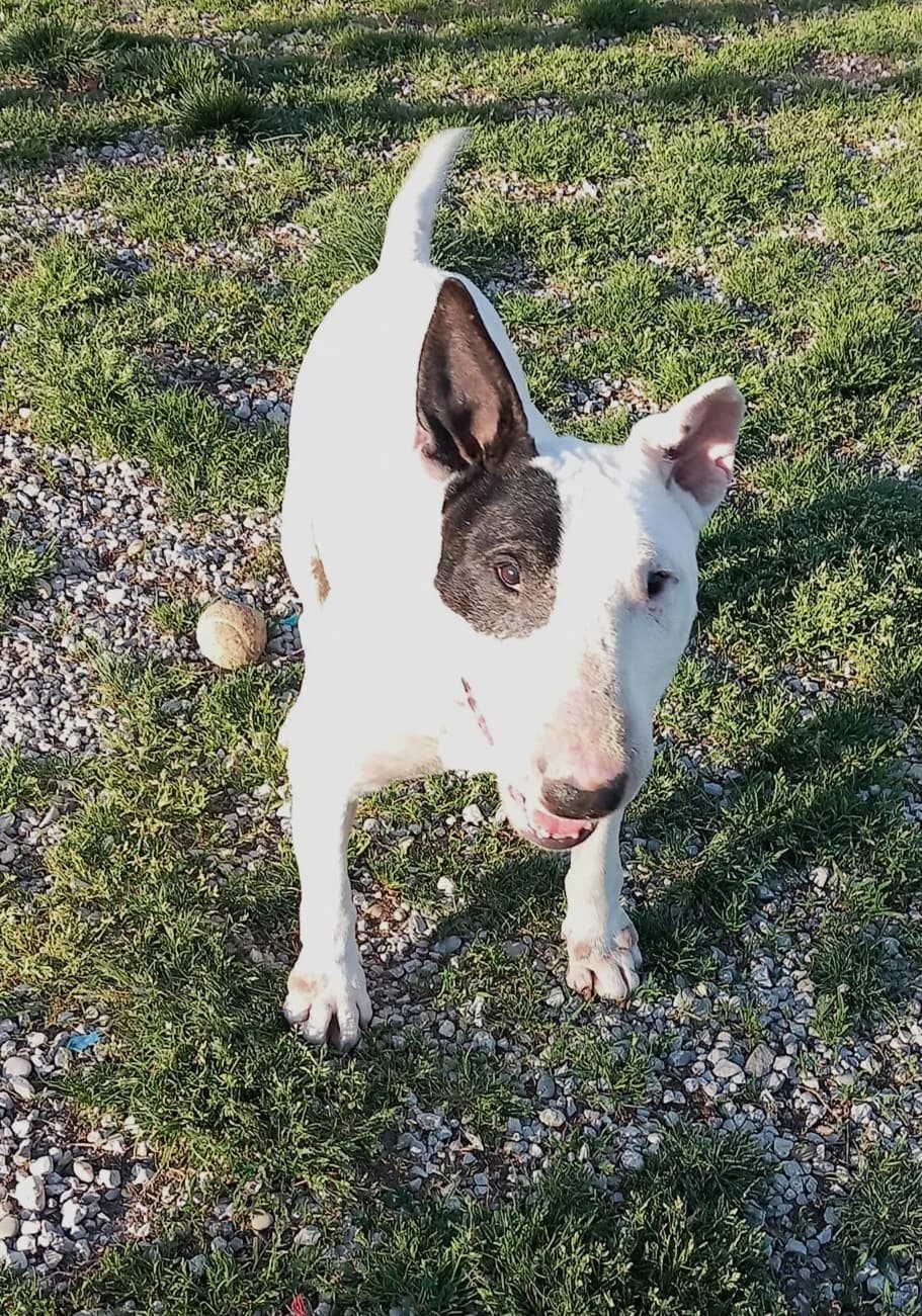 Laïko, Blanc male Bull Terrier for adoption at Association Secours Protection Animale (Manosque), Manosque — photo 5 of 11