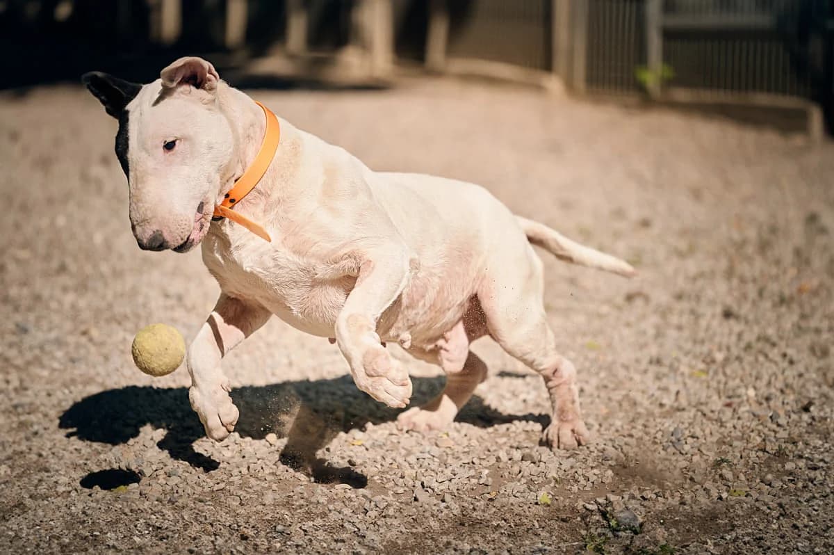 Laïko, Blanc male Bull Terrier for adoption at Association Secours Protection Animale (Manosque), Manosque — photo 6 of 11