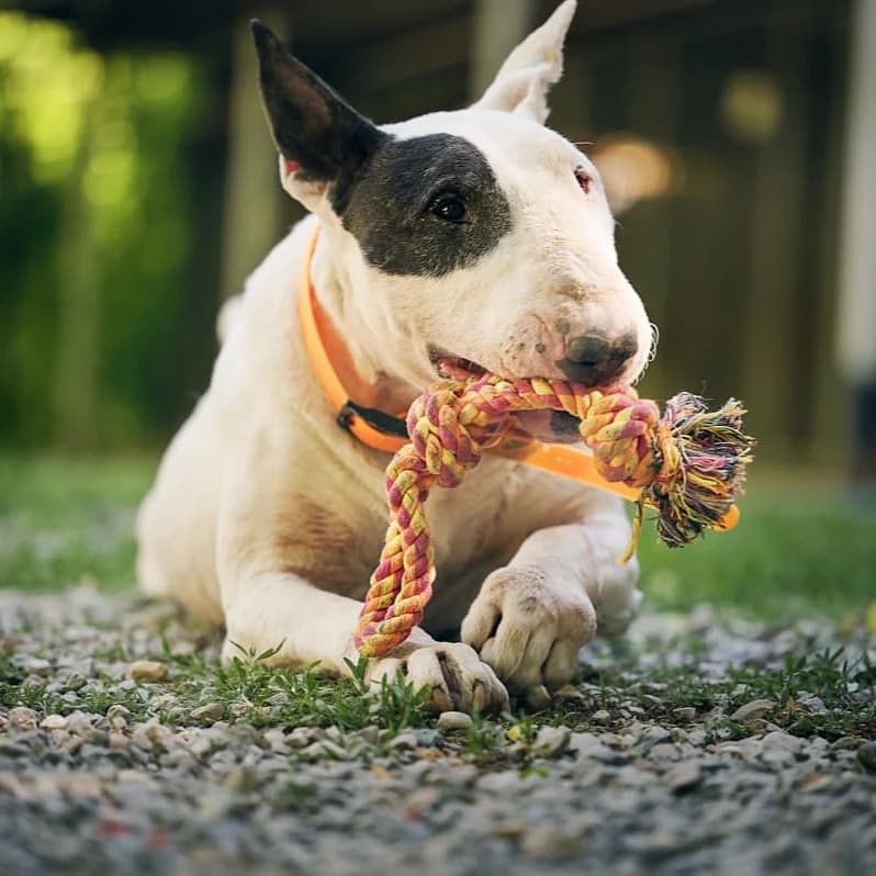 Laïko, Blanc male Bull Terrier for adoption at Association Secours Protection Animale (Manosque), Manosque — photo 7 of 11