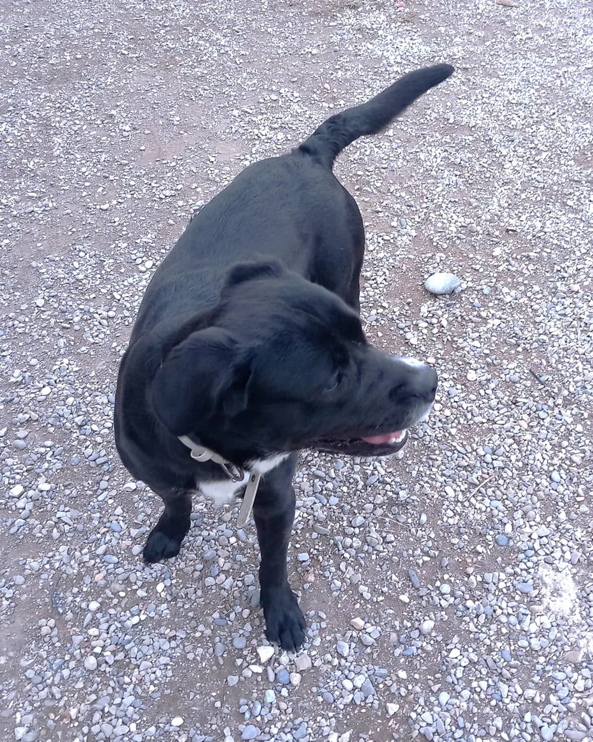 Baguera, Noir poitrail blanc male Labrador Retriever for adoption at Association Secours Protection Animale (Manosque), Manosque