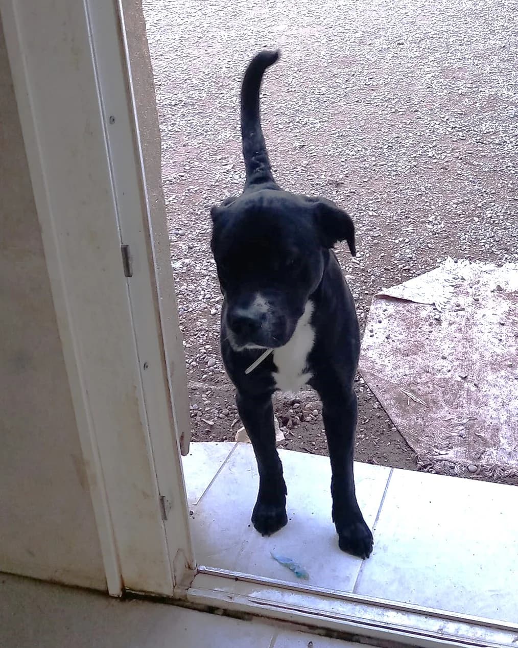 Baguera, Noir poitrail blanc male Labrador Retriever for adoption at Association Secours Protection Animale (Manosque), Manosque — photo 2 of 6