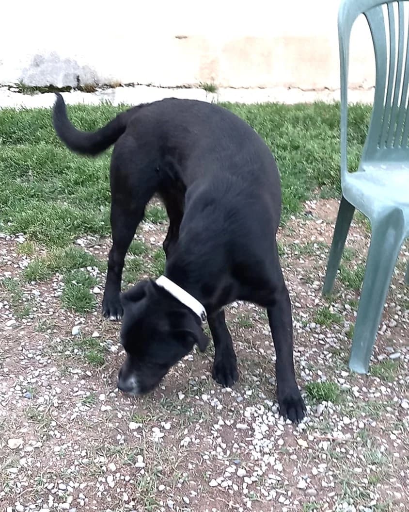Baguera, Noir poitrail blanc male Labrador Retriever for adoption at Association Secours Protection Animale (Manosque), Manosque — photo 3 of 6