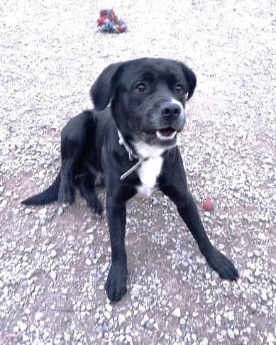 Baguera, Noir poitrail blanc male Labrador Retriever for adoption at Association Secours Protection Animale (Manosque), Manosque — photo 4 of 6
