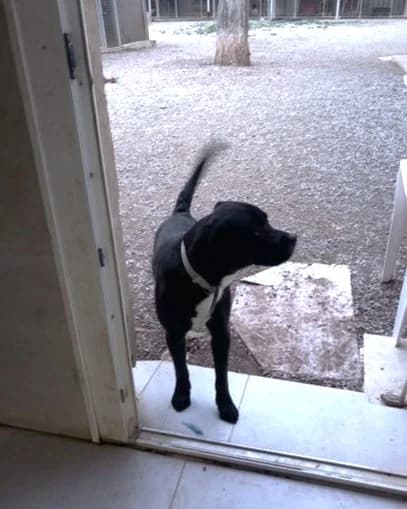Baguera, Noir poitrail blanc male Labrador Retriever for adoption at Association Secours Protection Animale (Manosque), Manosque — photo 5 of 6