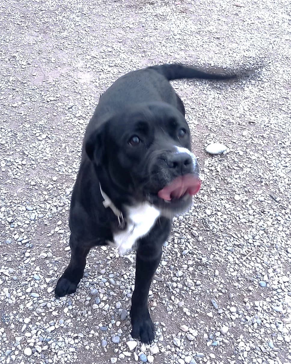 Baguera, Noir poitrail blanc male Labrador Retriever for adoption at Association Secours Protection Animale (Manosque), Manosque — photo 6 of 6