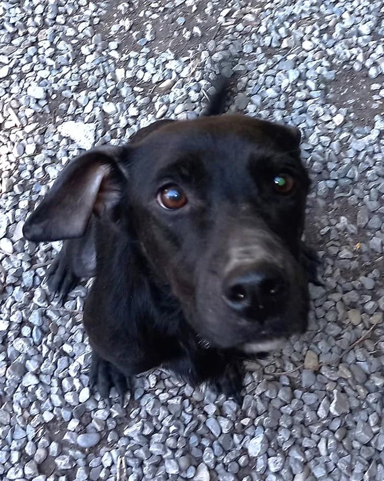 Nala 2 et ses petits, Noir female Labrador Retriever for adoption at Association Secours Protection Animale (Manosque), Manosque — photo 2 of 3