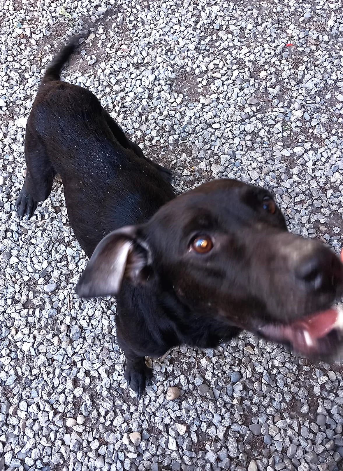 Nala 2 et ses petits, Noir female Labrador Retriever for adoption at Association Secours Protection Animale (Manosque), Manosque — photo 3 of 3