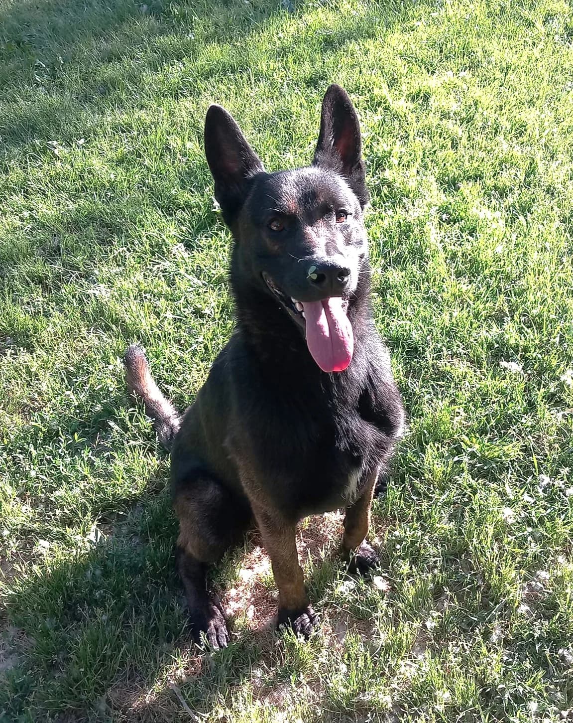 Scott, Fauve masque noir male 6yo Mixed Breed for adoption at Association Secours Protection Animale (Manosque), Manosque
