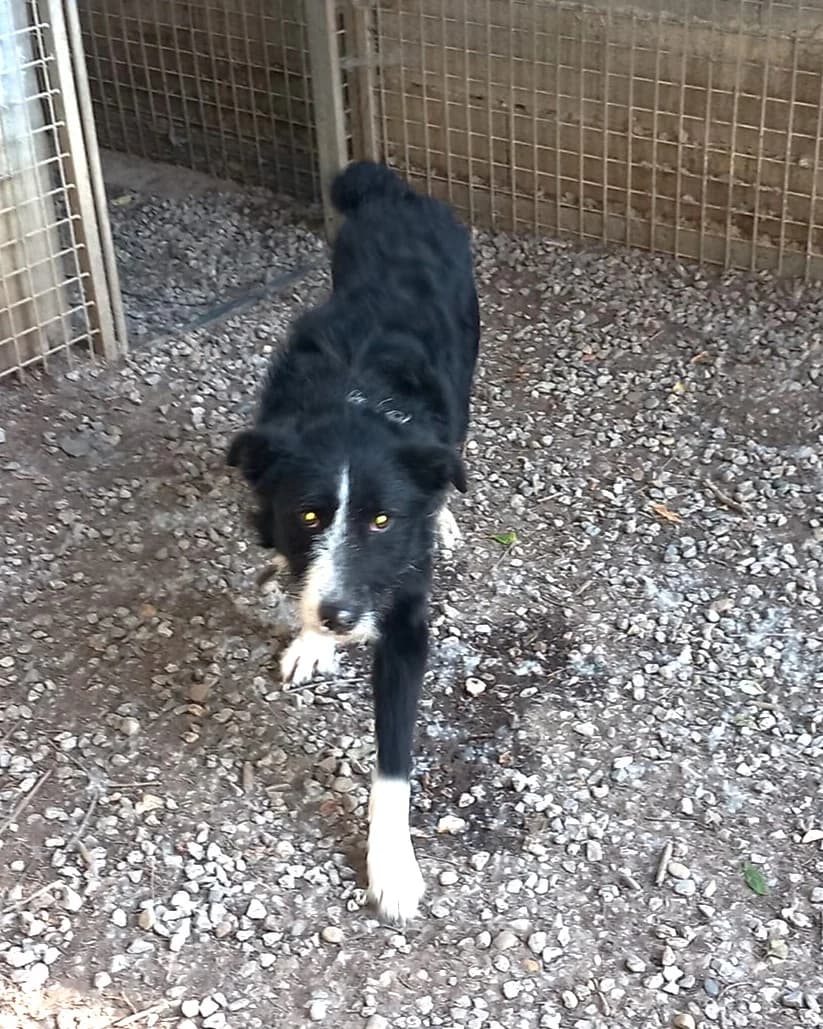 Charly-2, Noir et blanc male Border Collie for adoption at Association Secours Protection Animale (Manosque), Manosque