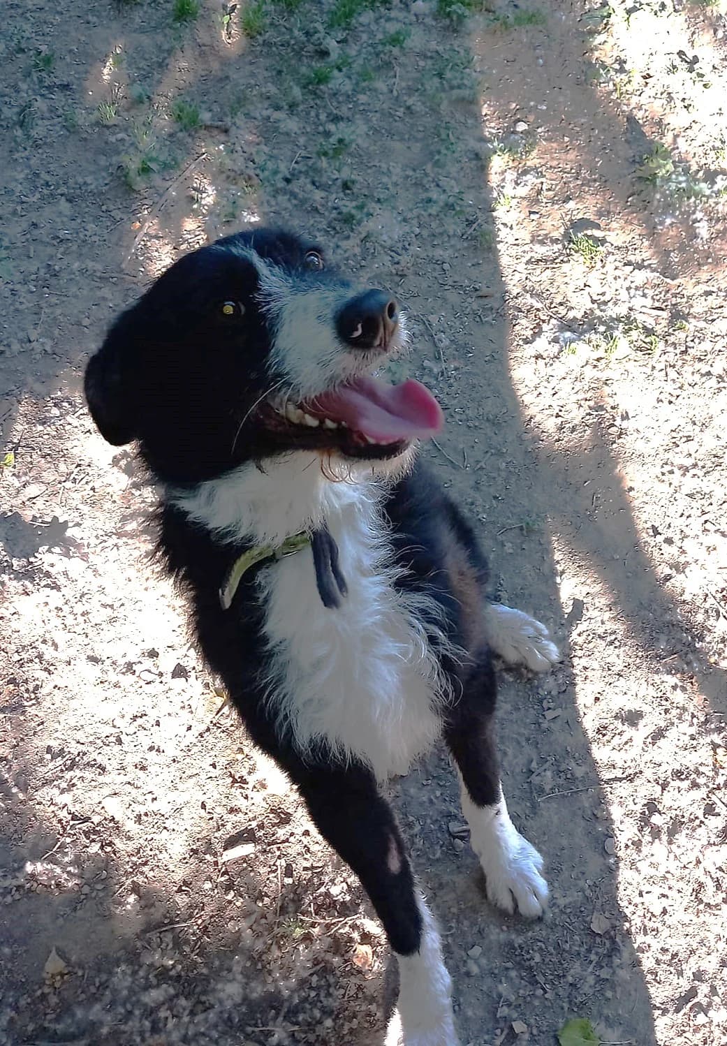 Charly-2, Noir et blanc male Border Collie for adoption at Association Secours Protection Animale (Manosque), Manosque — photo 2 of 10