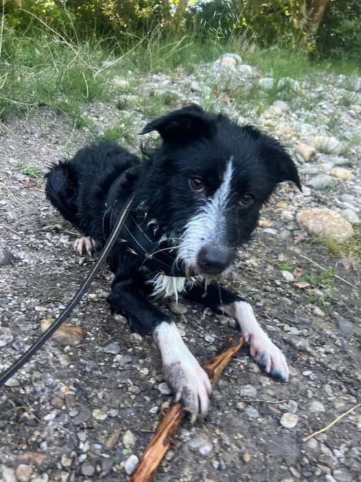 Charly-2, Noir et blanc male Border Collie for adoption at Association Secours Protection Animale (Manosque), Manosque — photo 3 of 10