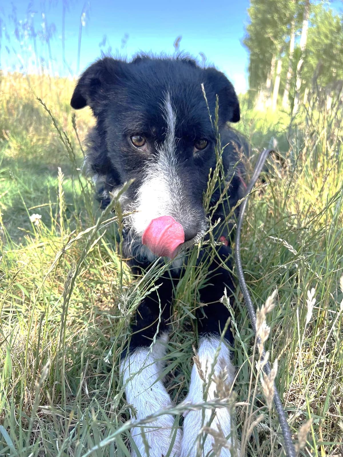 Charly-2, Noir et blanc male Border Collie for adoption at Association Secours Protection Animale (Manosque), Manosque — photo 4 of 10