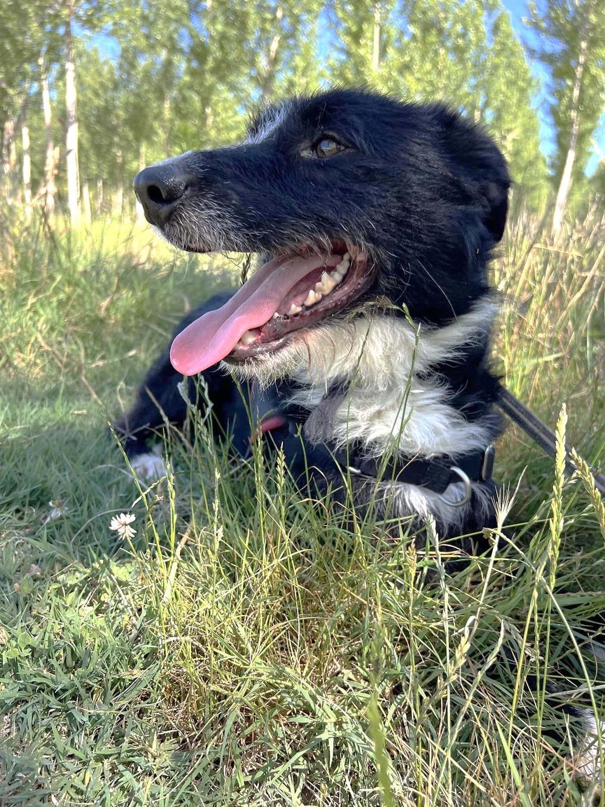Charly-2, Noir et blanc male Border Collie for adoption at Association Secours Protection Animale (Manosque), Manosque — photo 6 of 10