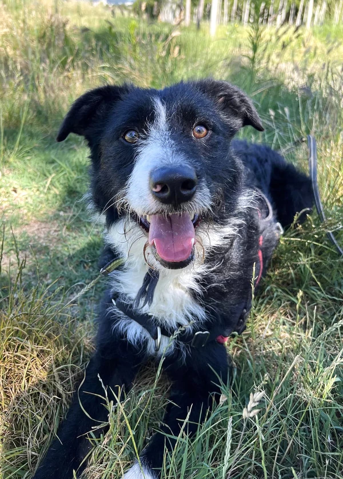 Charly-2, Noir et blanc male Border Collie for adoption at Association Secours Protection Animale (Manosque), Manosque — photo 7 of 10