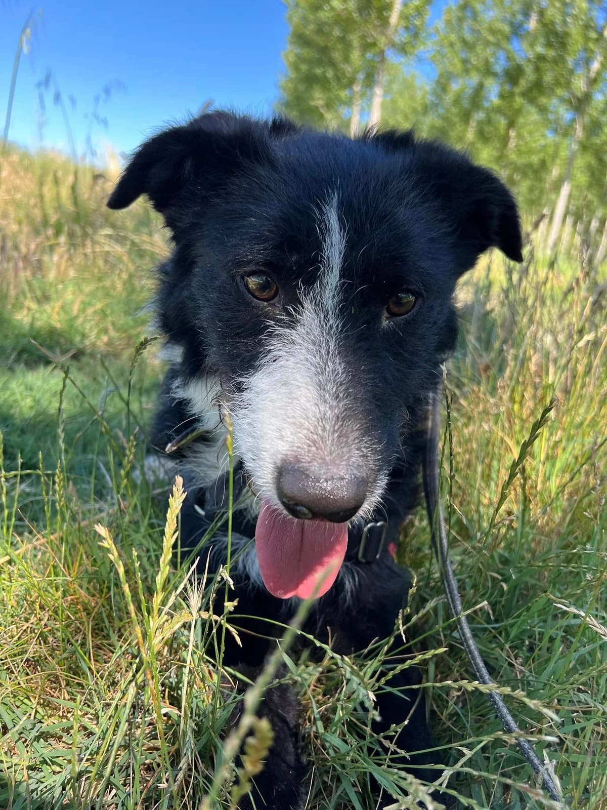 Charly-2, Noir et blanc male Border Collie for adoption at Association Secours Protection Animale (Manosque), Manosque — photo 8 of 10