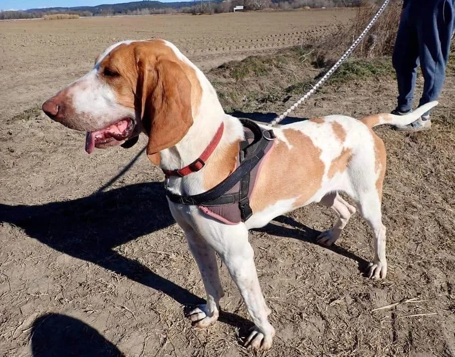 Ruben, Blanc et orange male mixed breed for adoption at Association Secours Protection Animale (Manosque), Manosque