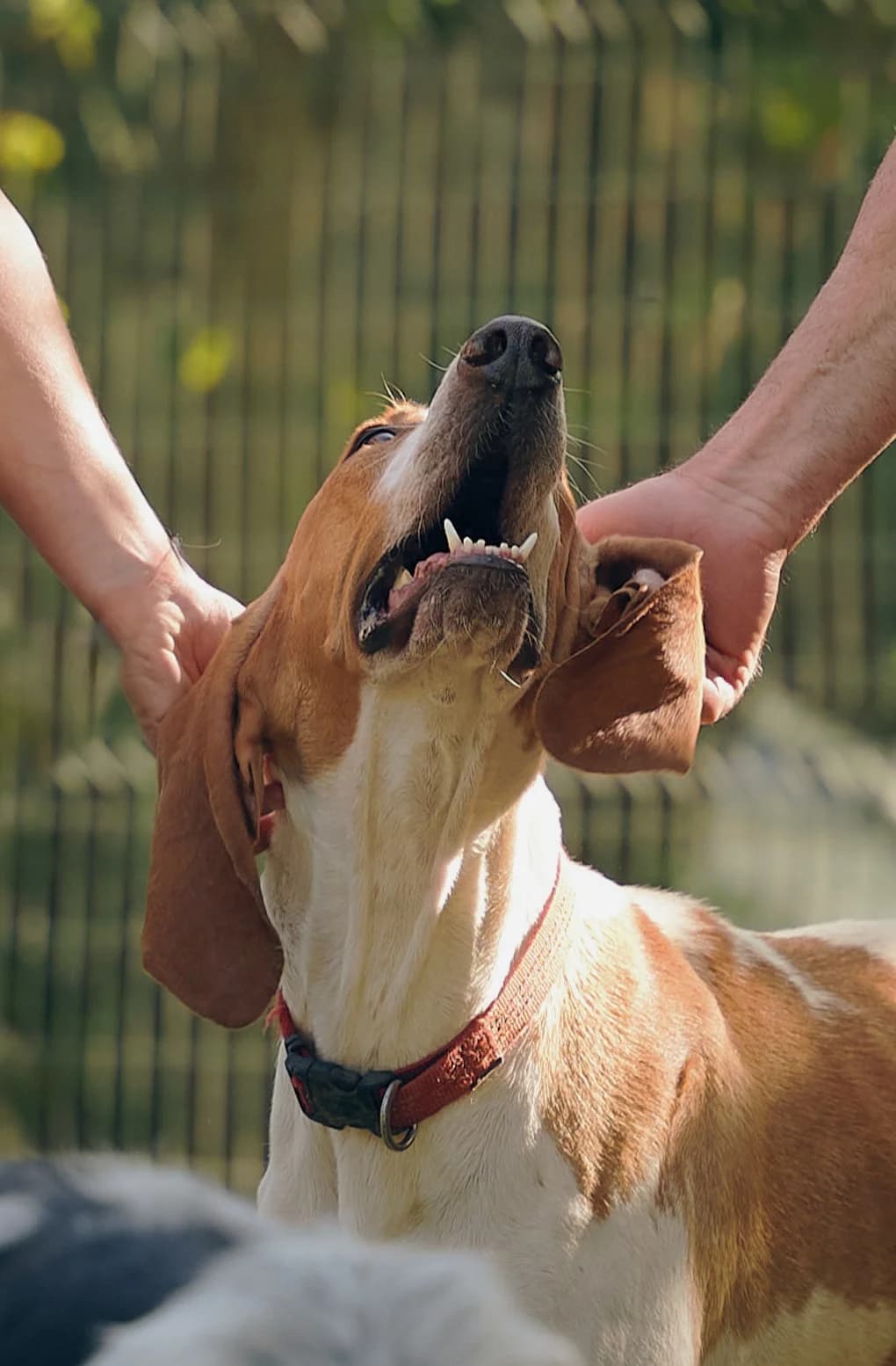 Ruben, Blanc et orange male mixed breed for adoption at Association Secours Protection Animale (Manosque), Manosque — photo 2 of 18