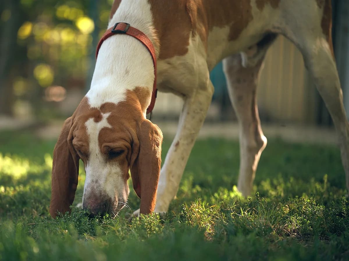 Ruben, Blanc et orange male mixed breed for adoption at Association Secours Protection Animale (Manosque), Manosque — photo 3 of 18