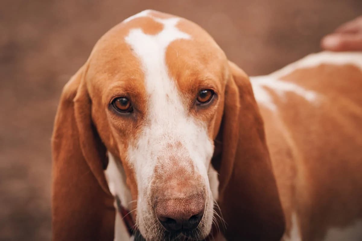 Ruben, Blanc et orange male mixed breed for adoption at Association Secours Protection Animale (Manosque), Manosque — photo 4 of 18