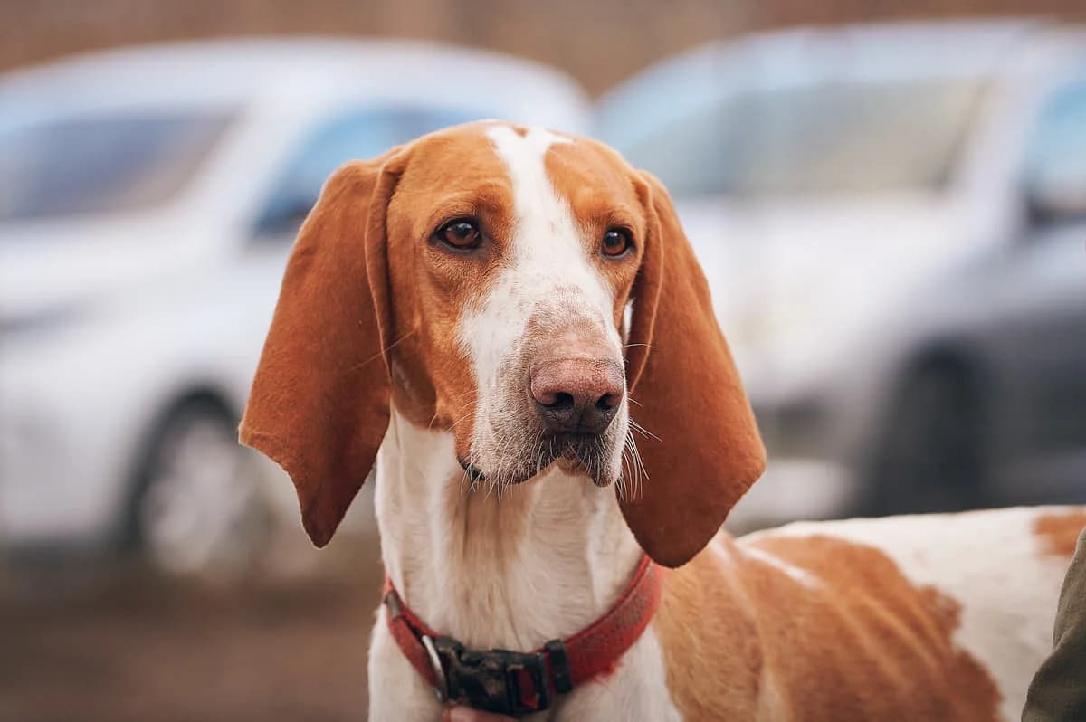 Ruben, Blanc et orange male mixed breed for adoption at Association Secours Protection Animale (Manosque), Manosque — photo 5 of 18