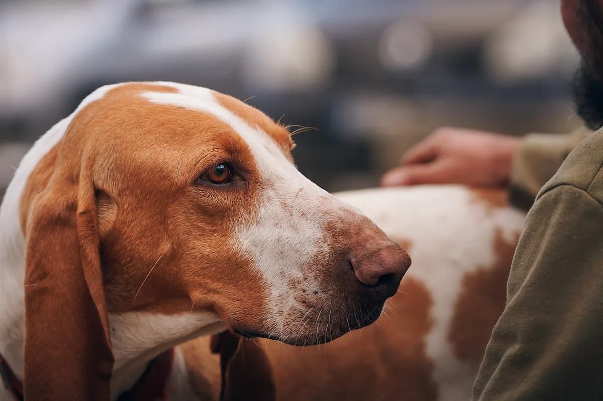 Ruben, Blanc et orange male mixed breed for adoption at Association Secours Protection Animale (Manosque), Manosque — photo 6 of 18