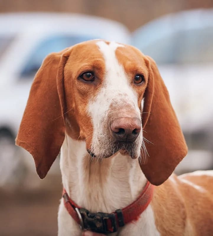Ruben, Blanc et orange male mixed breed for adoption at Association Secours Protection Animale (Manosque), Manosque — photo 7 of 18