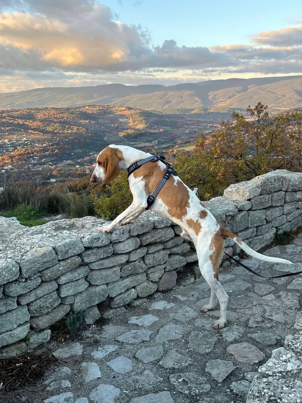 Ruben, Blanc et orange male mixed breed for adoption at Association Secours Protection Animale (Manosque), Manosque — photo 8 of 18