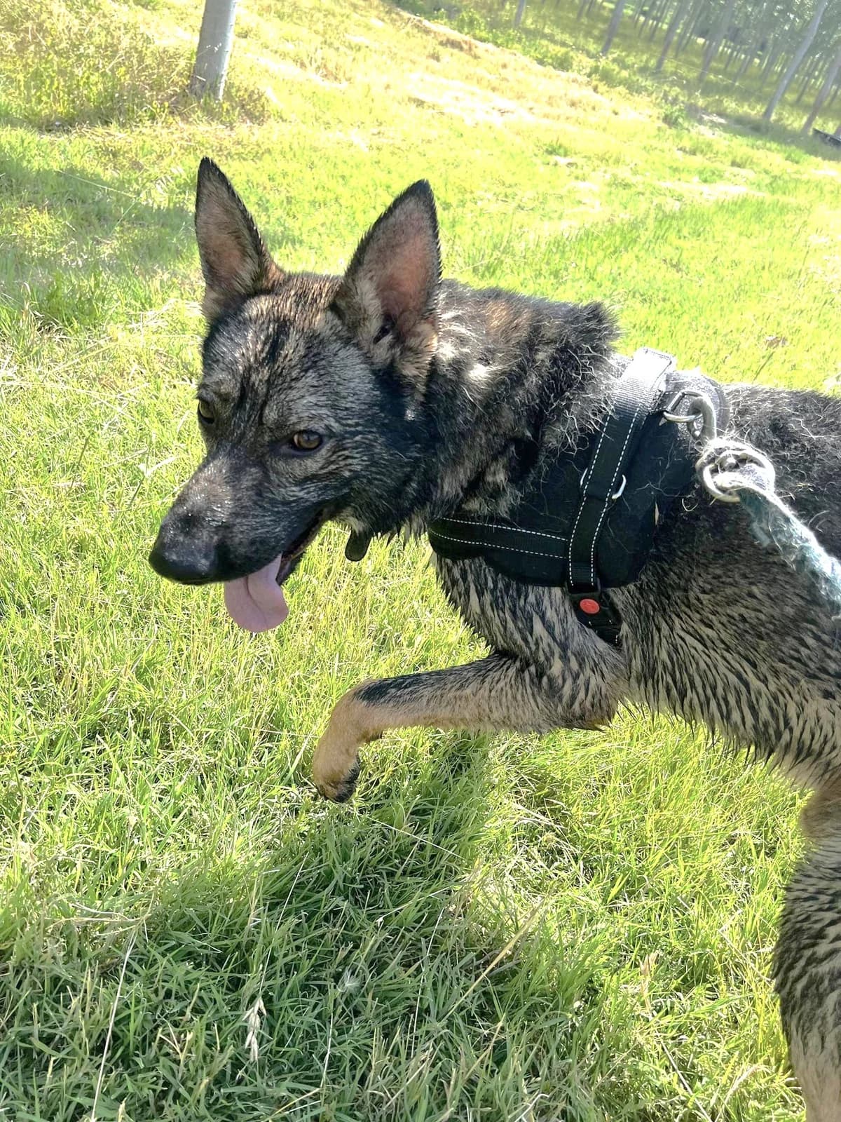 Gino, Charbonné male German Shepherd for adoption at Association Secours Protection Animale (Manosque), Manosque