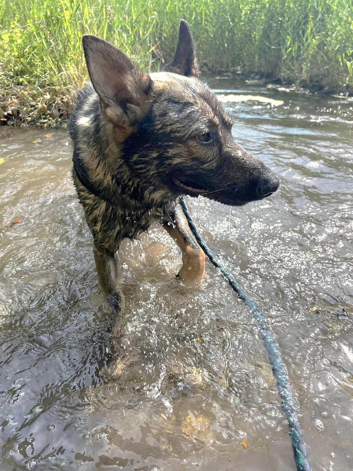 Gino, Charbonné male German Shepherd for adoption at Association Secours Protection Animale (Manosque), Manosque — photo 2 of 11
