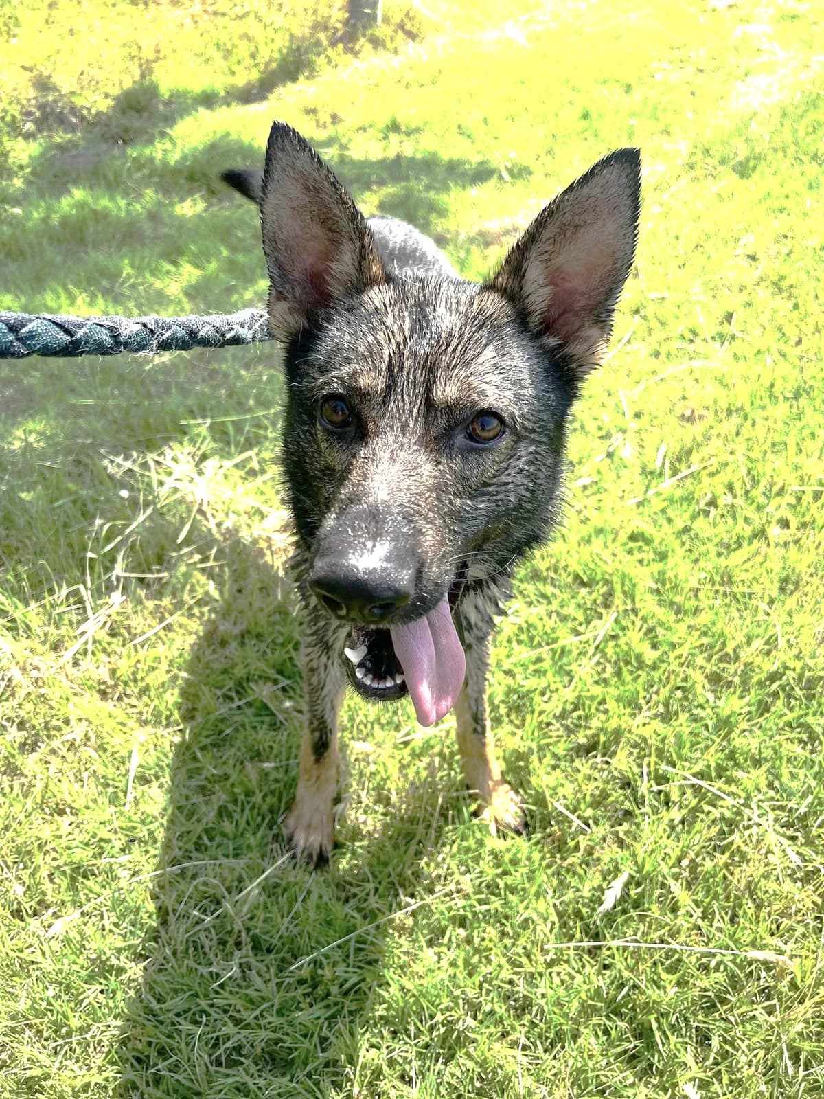 Gino, Charbonné male German Shepherd for adoption at Association Secours Protection Animale (Manosque), Manosque — photo 3 of 11