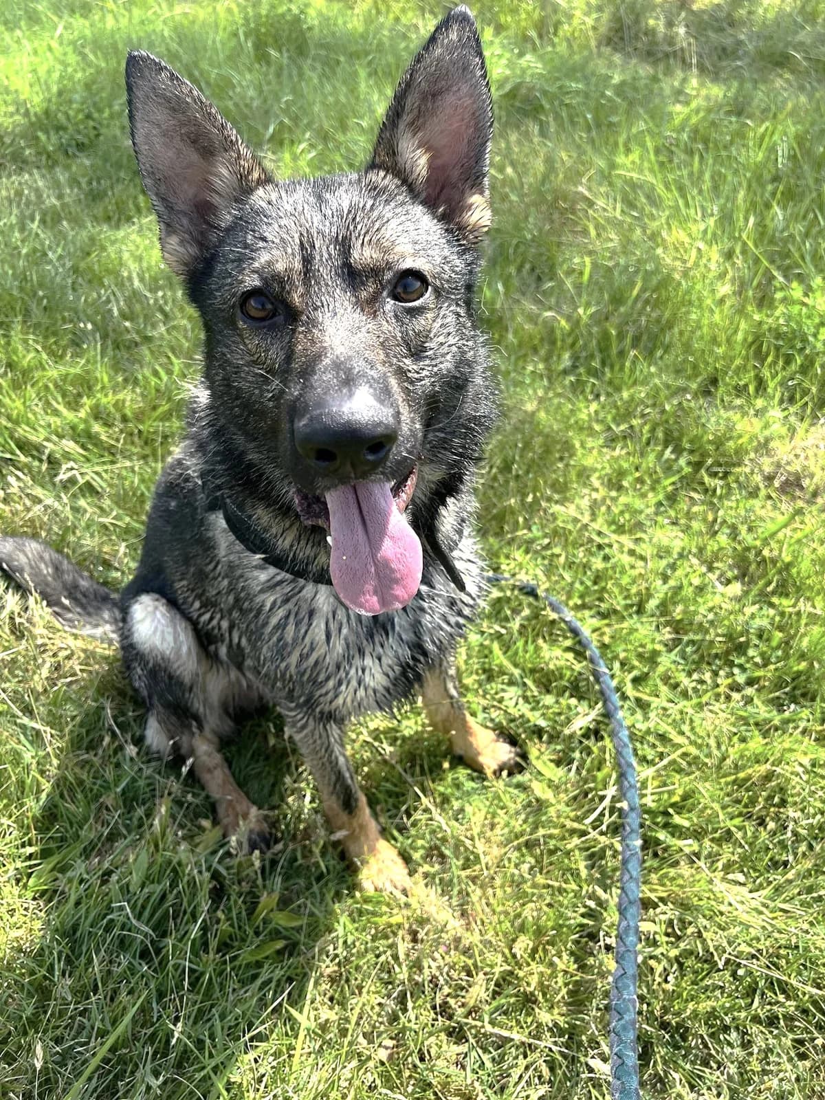 Gino, Charbonné male German Shepherd for adoption at Association Secours Protection Animale (Manosque), Manosque — photo 4 of 11