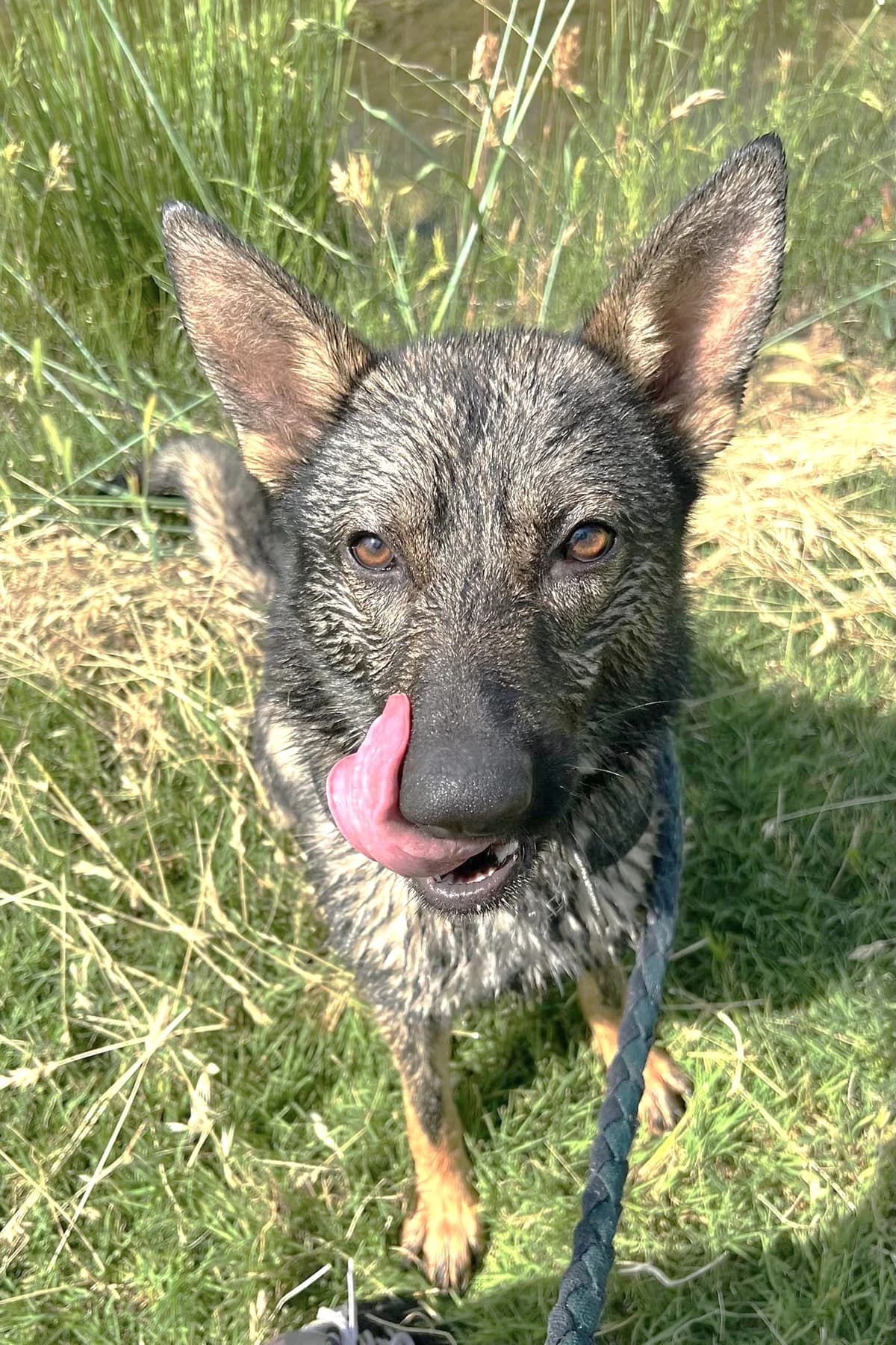 Gino, Charbonné male German Shepherd for adoption at Association Secours Protection Animale (Manosque), Manosque — photo 5 of 11