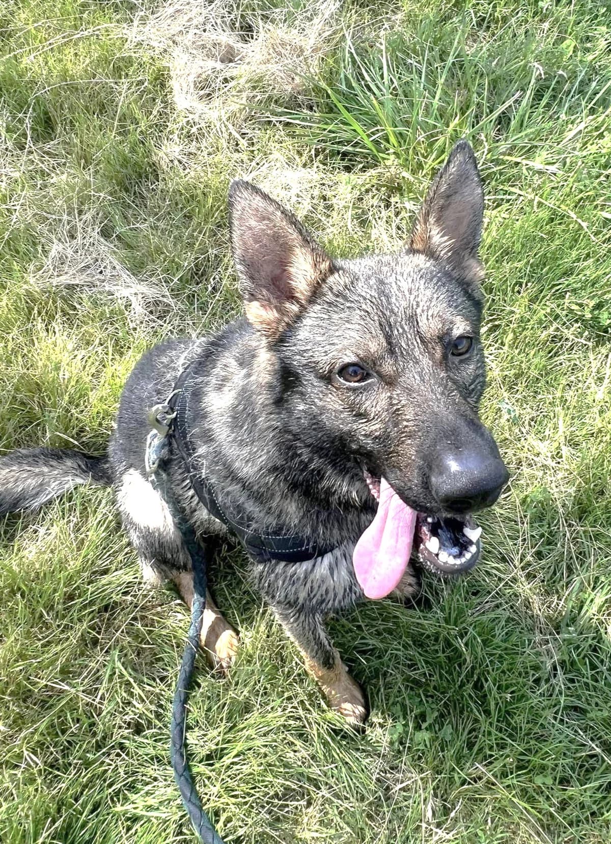 Gino, Charbonné male German Shepherd for adoption at Association Secours Protection Animale (Manosque), Manosque — photo 6 of 11