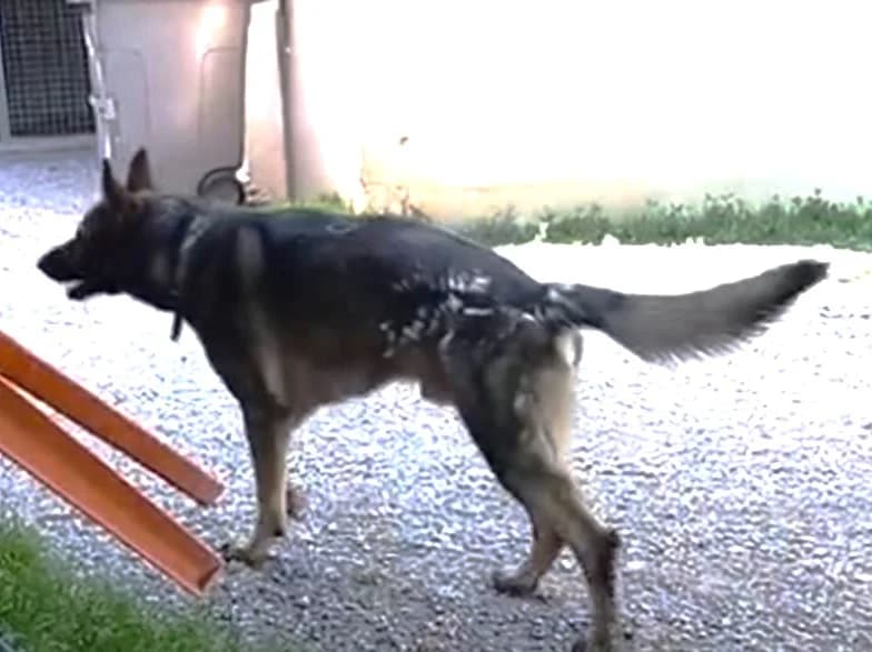 Gino, Charbonné male German Shepherd for adoption at Association Secours Protection Animale (Manosque), Manosque — photo 7 of 11