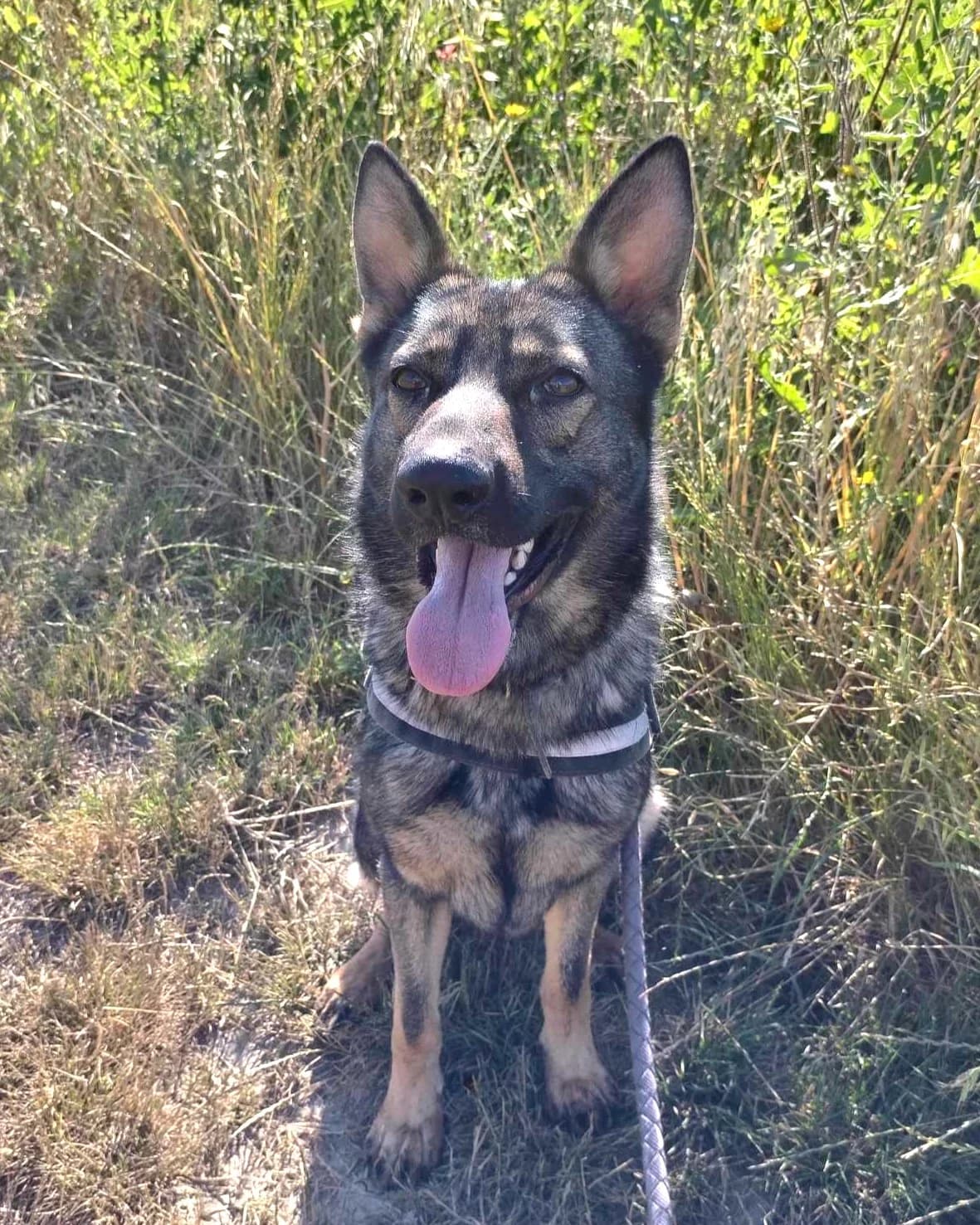 Gino, Charbonné male German Shepherd for adoption at Association Secours Protection Animale (Manosque), Manosque — photo 8 of 11