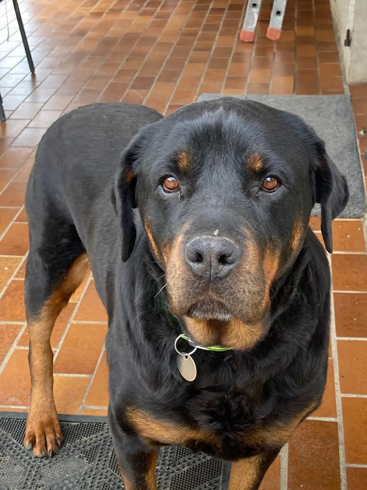 Orka, Noir et feu female Rottweiler for adoption at Association Secours Protection Animale (Manosque), Manosque — photo 2 of 5