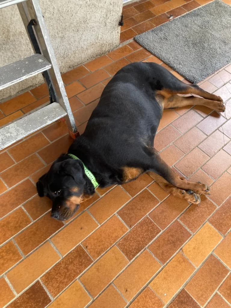 Orka, Noir et feu female Rottweiler for adoption at Association Secours Protection Animale (Manosque), Manosque — photo 3 of 5