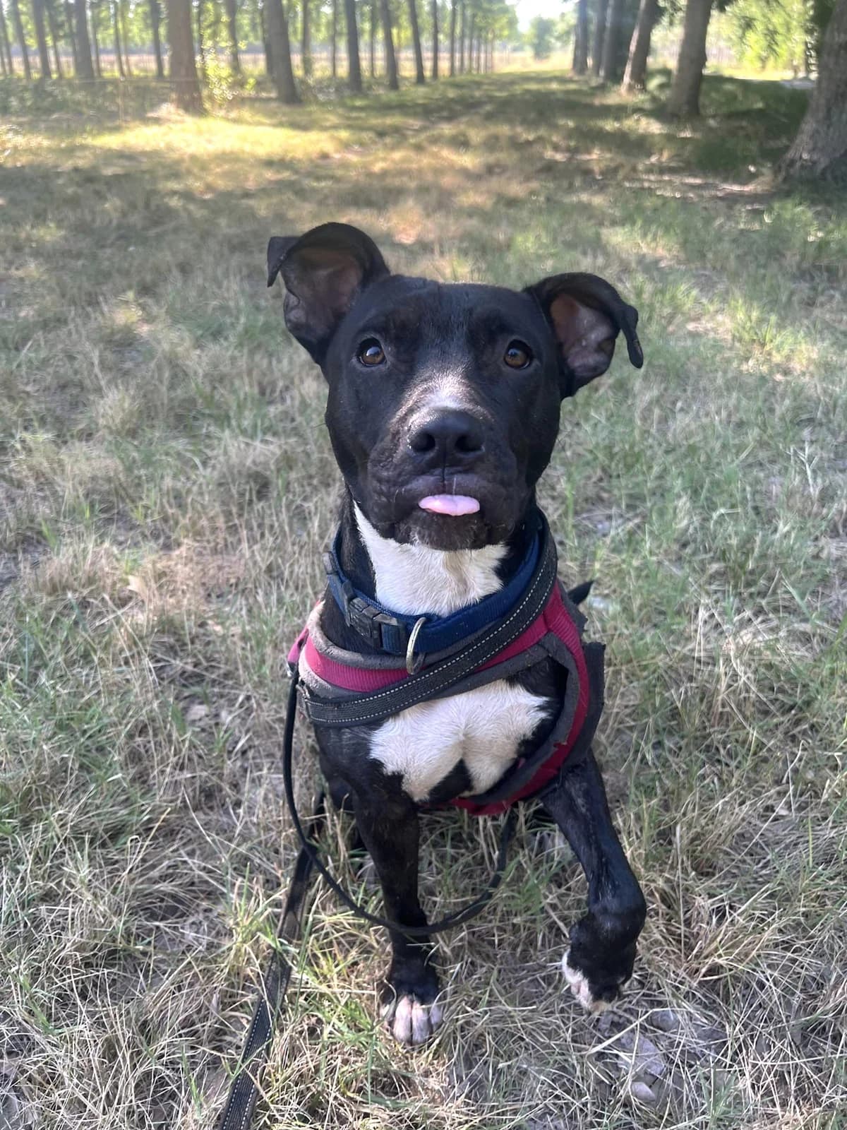 Bianca, Noir et blanc female Staffordshire Bull Terrier for adoption at Association Secours Protection Animale (Manosque), Manosque — photo 2 of 5