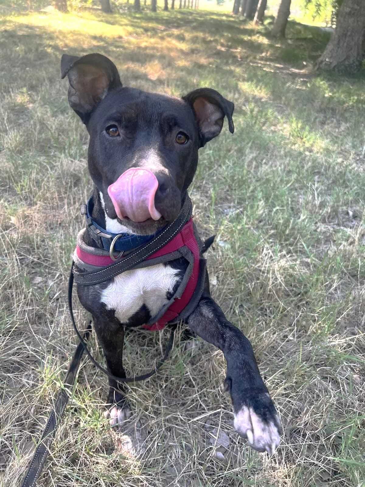 Bianca, Noir et blanc female Staffordshire Bull Terrier for adoption at Association Secours Protection Animale (Manosque), Manosque — photo 3 of 5