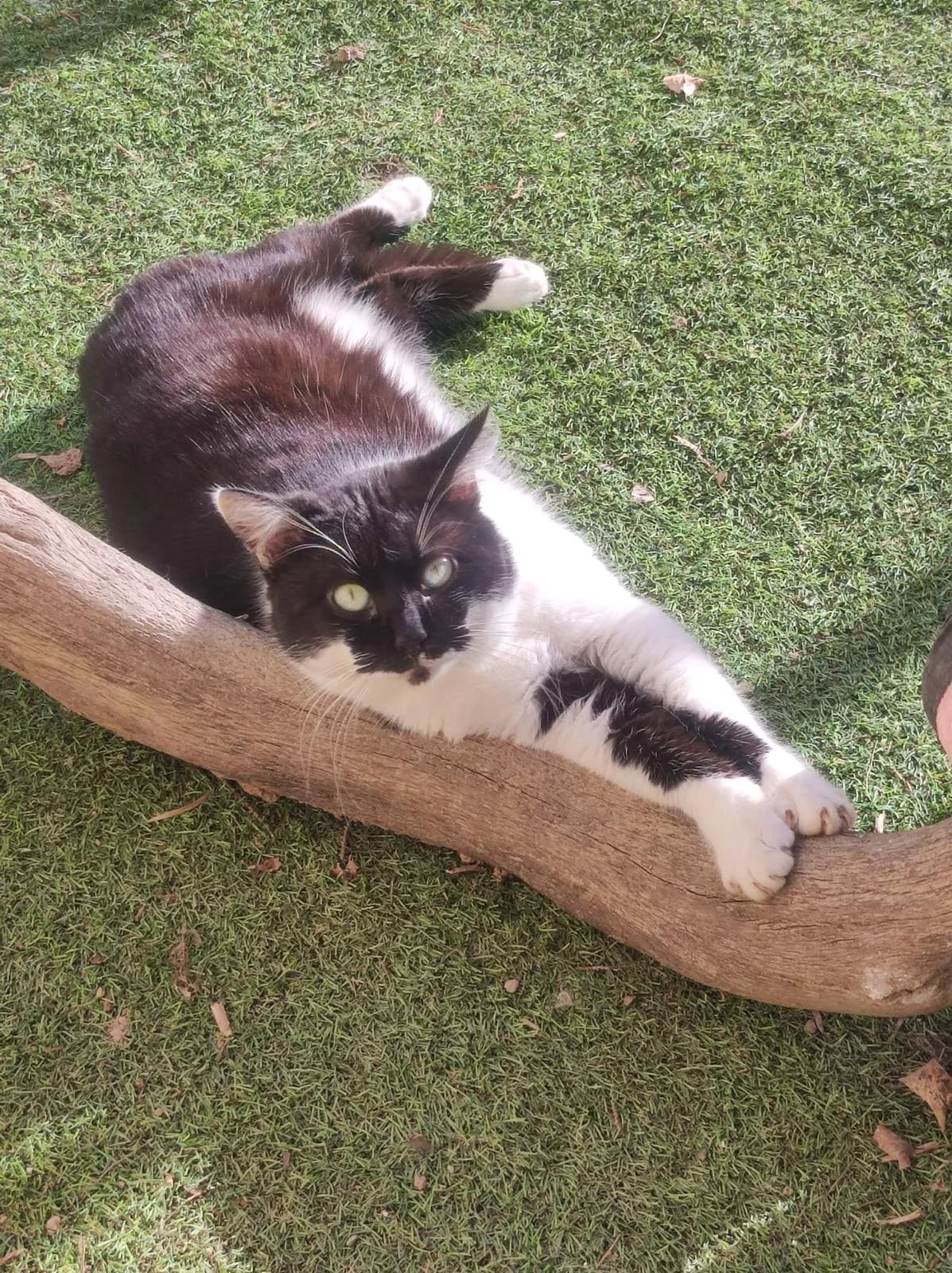 Okapi, Noir et blanc male 3yo European Shorthair for adoption at Association Secours Protection Animale (Manosque), Manosque
