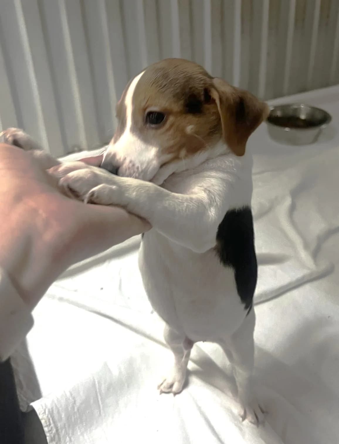 Bubbliz, Taille : male Beagle for adoption at Association Secours Protection Animale (Manosque), Manosque — photo 2 of 2