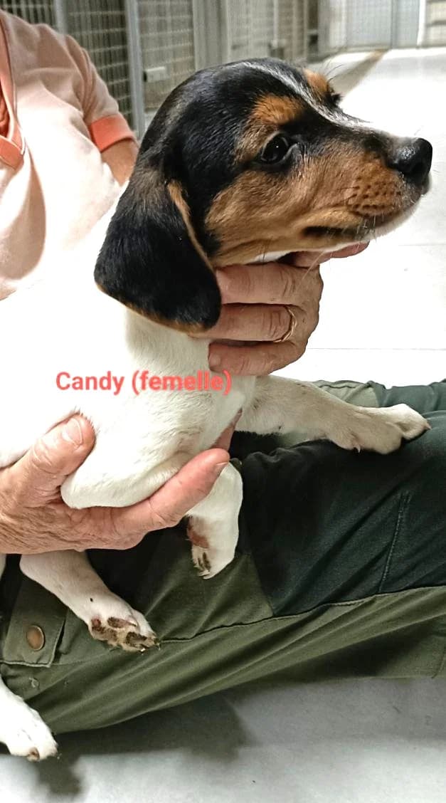Candy, Taille : female Beagle for adoption at Association Secours Protection Animale (Manosque), Manosque
