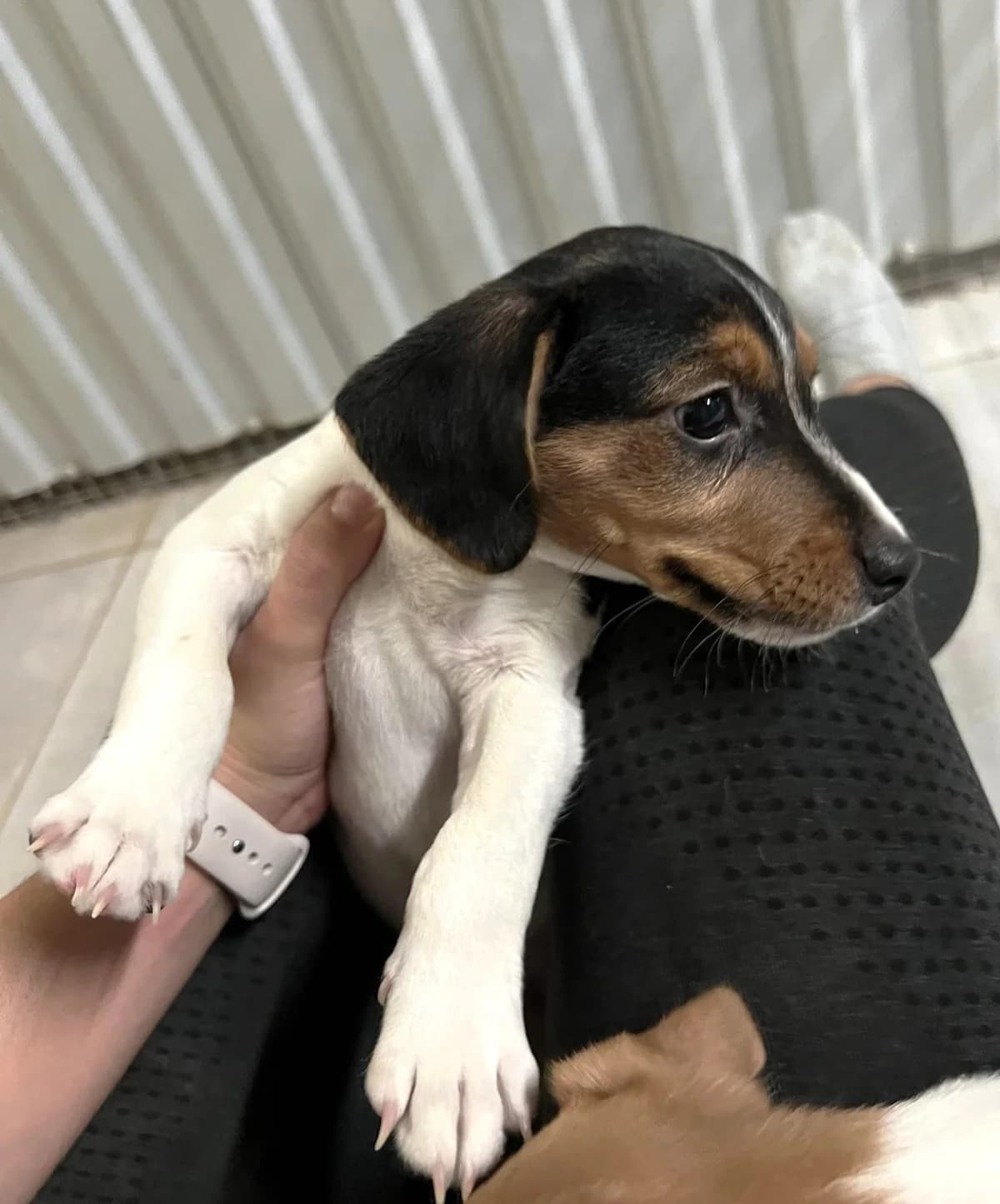 Candy, Taille : female Beagle for adoption at Association Secours Protection Animale (Manosque), Manosque — photo 2 of 2